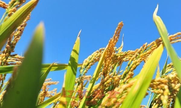 辽宁盘锦都有哪些美食图4