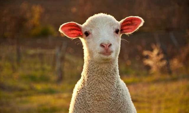 羊的体温正常是多少度？羊的体温是40度正常吗？养羊人一定要知道