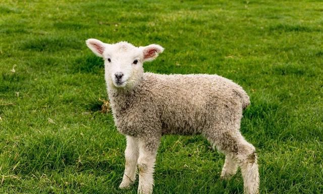 羊的体温正常是多少度？羊的体温是40度正常吗？养羊人一定要知道