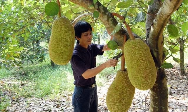 天然良药―菠萝蜜，它兼有果、粮、材、药多种的用途