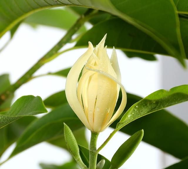 白兰花用什么肥开花多(白兰花施什么肥最好)图2