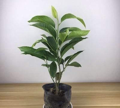 白兰花用什么肥开花多(白兰花施什么肥最好)图4