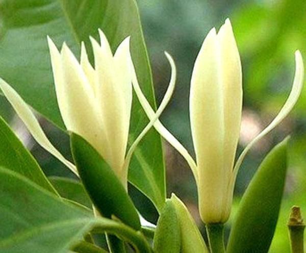 白兰花用什么肥开花多(白兰花施什么肥最好)图6