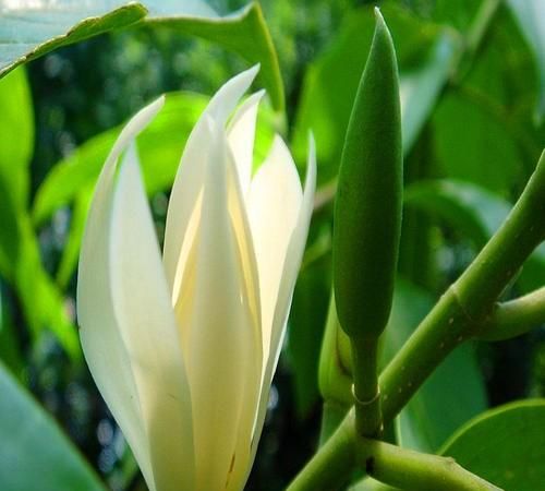 白兰花用什么肥开花多(白兰花施什么肥最好)图7