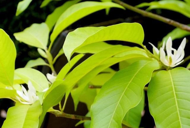 白兰花用什么肥开花多(白兰花施什么肥最好)图8