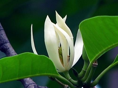 白兰花用什么肥开花多(白兰花施什么肥最好)图10