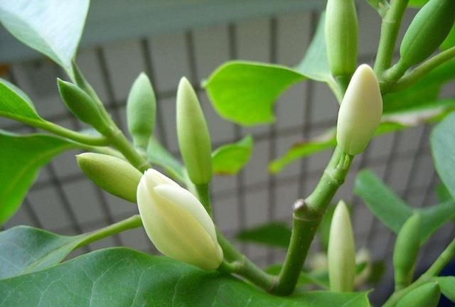 白兰花用什么肥开花多(白兰花施什么肥最好)图11