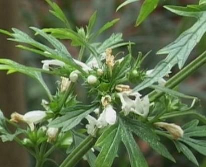益母草的功效与作用及禁忌