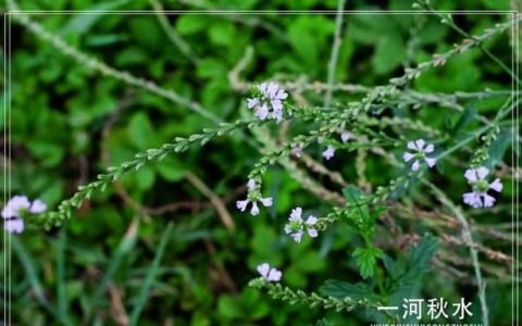 假马鞭是什么植物呢(大马鞭植物)