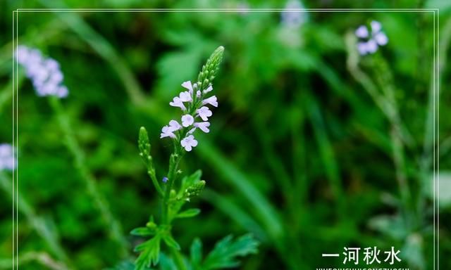 假马鞭是什么植物呢(大马鞭植物)图2