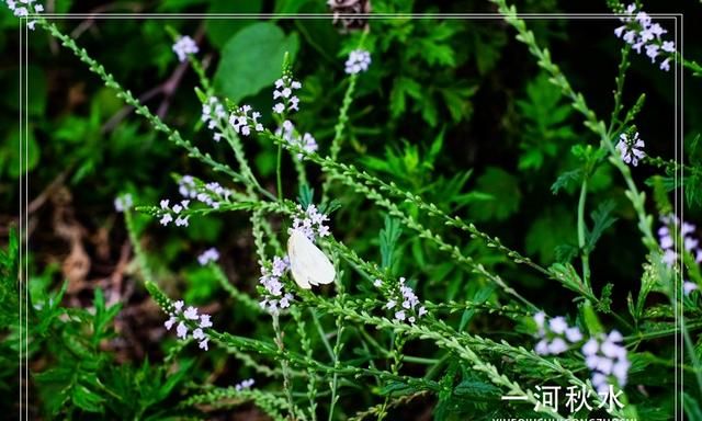 假马鞭是什么植物呢(大马鞭植物)图3