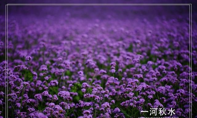 假马鞭是什么植物呢(大马鞭植物)图5