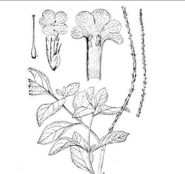假马鞭是什么植物呢(大马鞭植物)图10