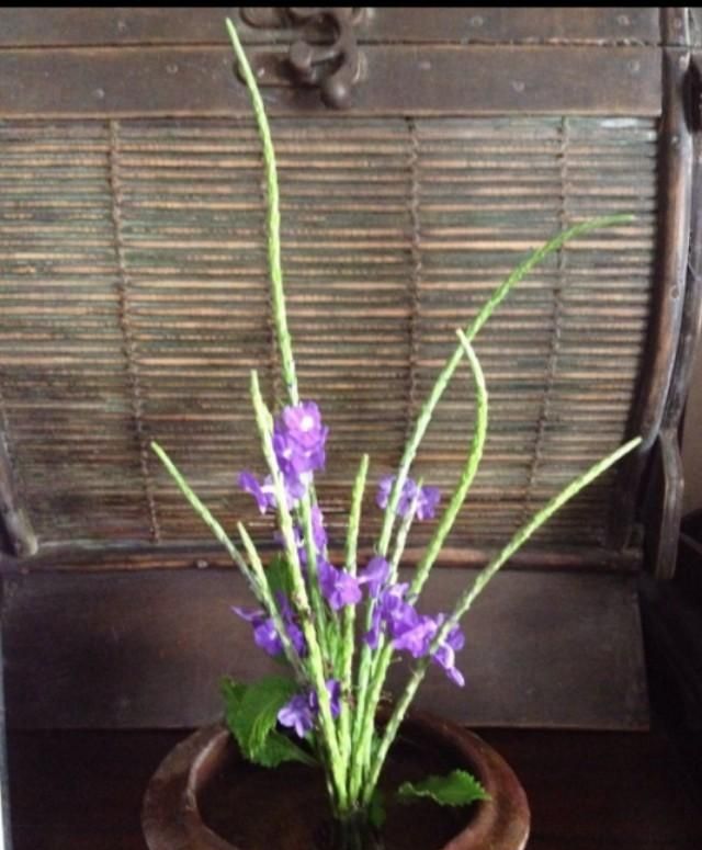 假马鞭是什么植物呢(大马鞭植物)图11