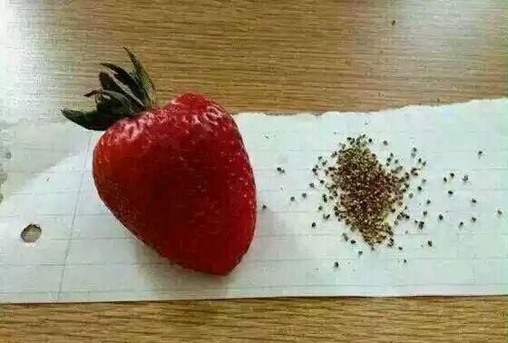 如何正确洗草莓,怎样正确洗草莓图7