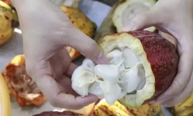 干货分享｜你拿代可可脂与可可脂作对比，你的良心不会痛吗？