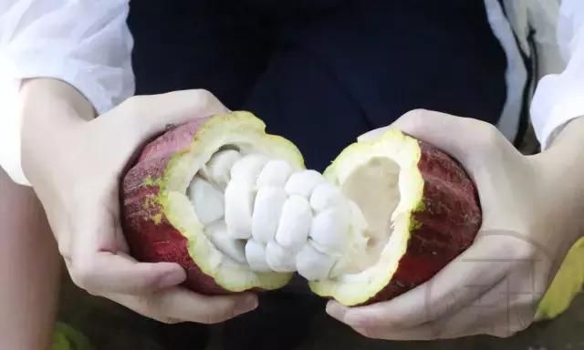 干货分享｜你拿代可可脂与可可脂作对比，你的良心不会痛吗？