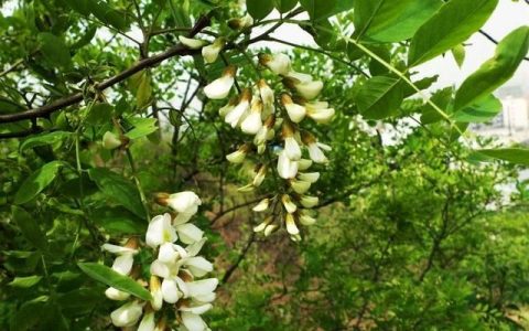 槐花的功效及做法(槐花的药性与功效)