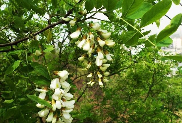 槐花的功效及做法(槐花的药性与功效)图1
