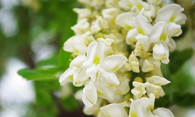 槐花的功效及做法(槐花的药性与功效)图3