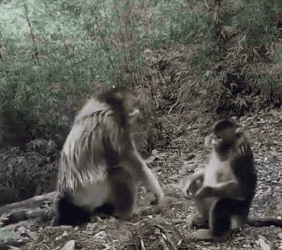 30张罕见的照片，2只濒临灭绝的猴子见面互相拥抱，太久没见同类