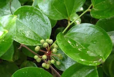 这5种藤类植物用途很多，有的可以在家中种植，可以入药