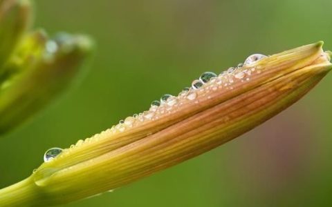 黄花草煲汤有什么功效和作用