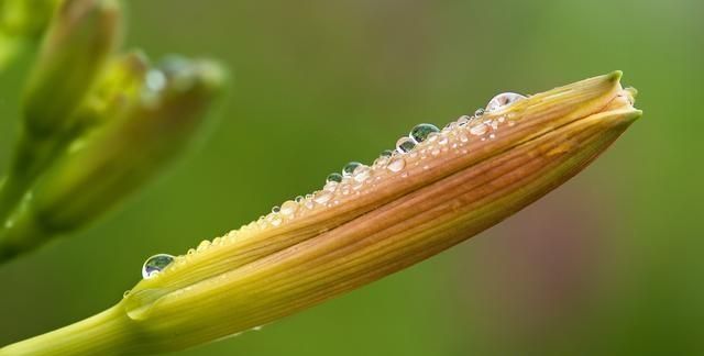 黄花草煲汤有什么功效和作用图1