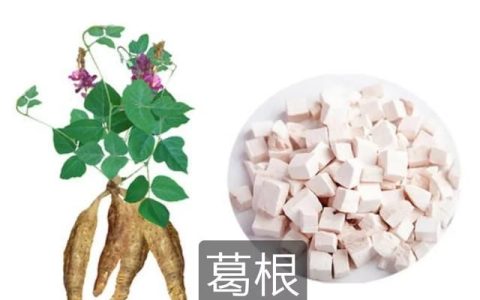 葛根这种药材有什么功效,葛根这种药材治什么病
