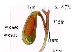 胆囊炎不能吃什么图2