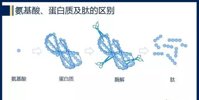 胶原蛋白肽到底是个什么鬼？为啥大家都爱它？