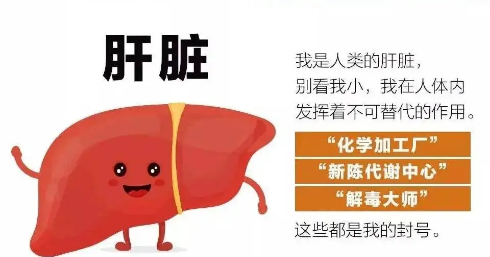 中秋佳节要“护肝”，这些人群需高度注意