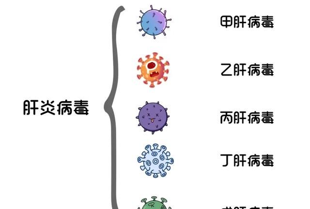 中秋佳节要“护肝”，这些人群需高度注意