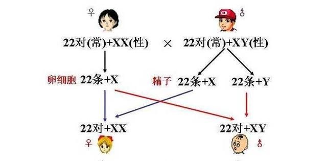 基因学是如何证明人类起源于非洲的？最早的现代人类是这样子的