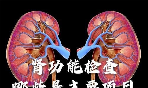 检查肾功能查哪些项目图1