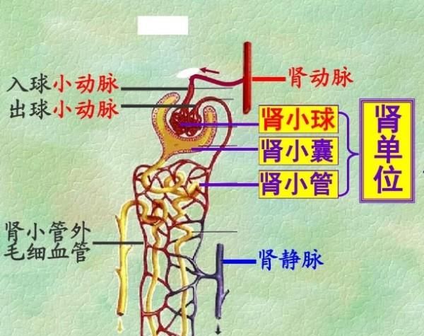 检查肾功能查哪些项目图2