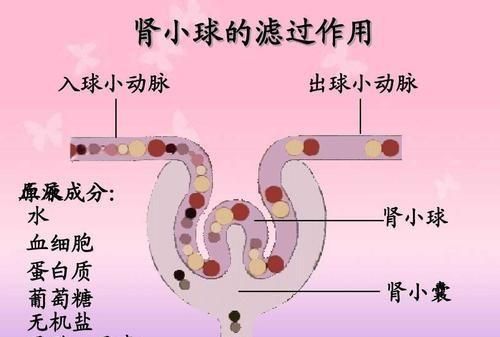 检查肾功能查哪些项目图6