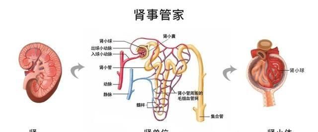 检查肾功能查哪些项目图9