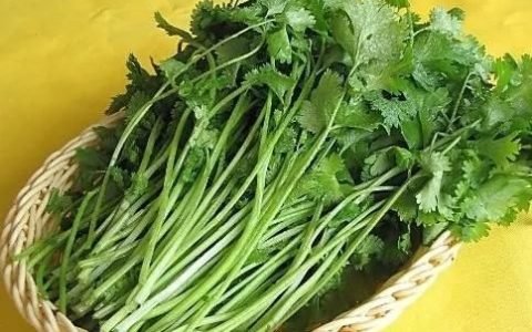 香菜根煮水喝的好处有哪些,香菜根煮水喝有什么作用和功效