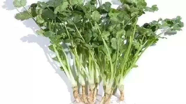 香菜根煮水喝的好处有哪些,香菜根煮水喝有什么作用和功效图2
