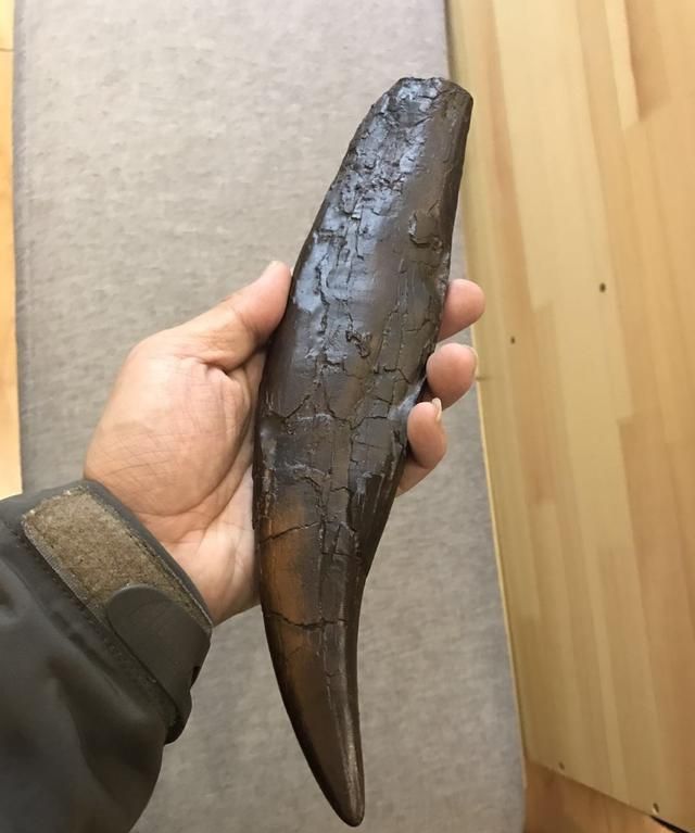 霸王龙厉害在哪图12