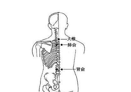 肾阳虚怎么调理(肾阳虚怎么调理最快方法)图7