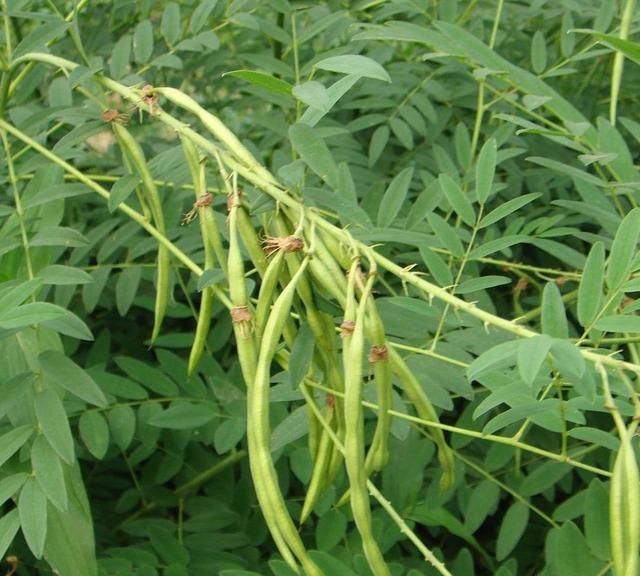 苦参是怎样的植物呢图片(苦参植物图片)图2
