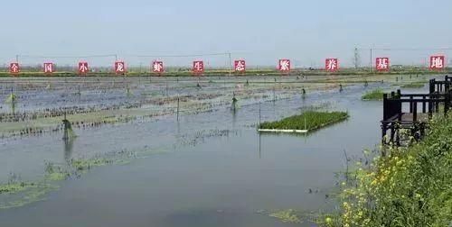 小龙虾原始产地是江苏盱眙还是安徽蚌埠图16