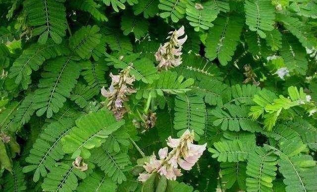 这味岭南常见草药，煲汤可清热解毒、疏肝止痛