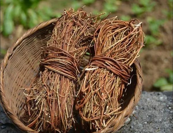 这味岭南常见草药，煲汤可清热解毒、疏肝止痛