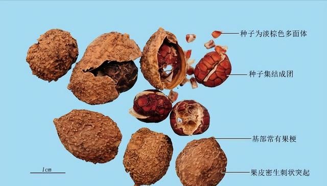 砂仁，不止是炖肉的香料，还能化湿开胃、温中止泻、理气安胎