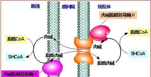 被神话的“左旋肉碱”，真的能用来减肥吗？