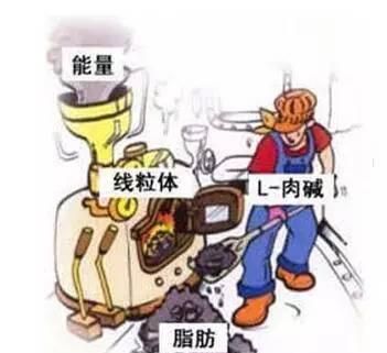 被神话的“左旋肉碱”，真的能用来减肥吗？