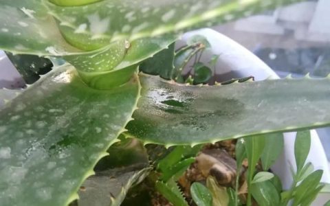 芦荟叶片上有油脂是什么原因,芦荟叶出黏液的原因